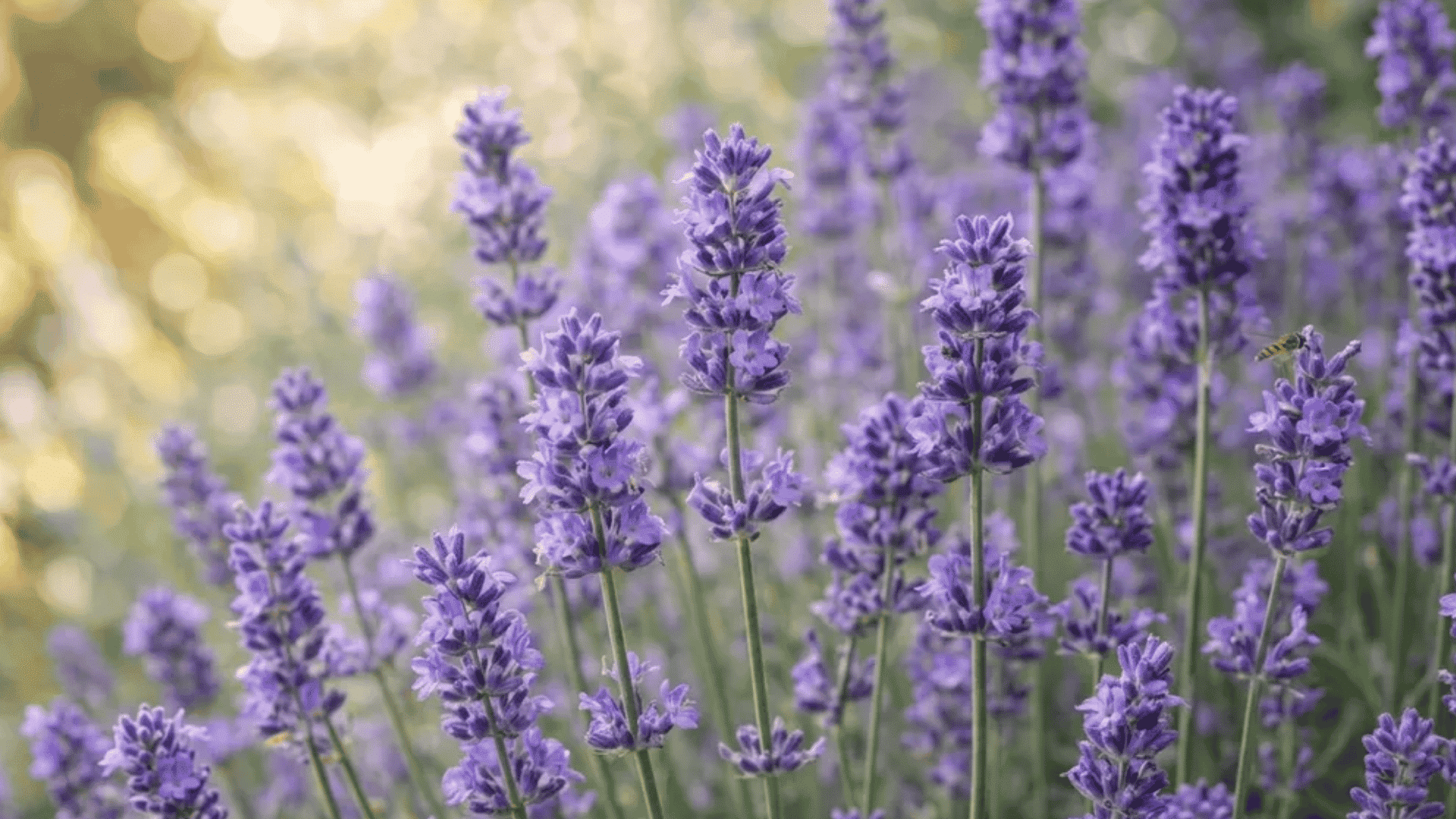 Purple lavender blooms in soft sunlight, symbolizing flowers that represent healing and calm recovery energy