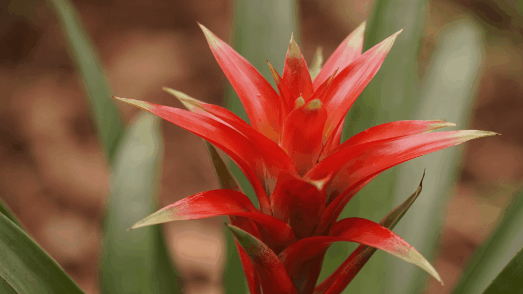 Vibrant red bromeliad plant care flower showing healthy pointed petals.