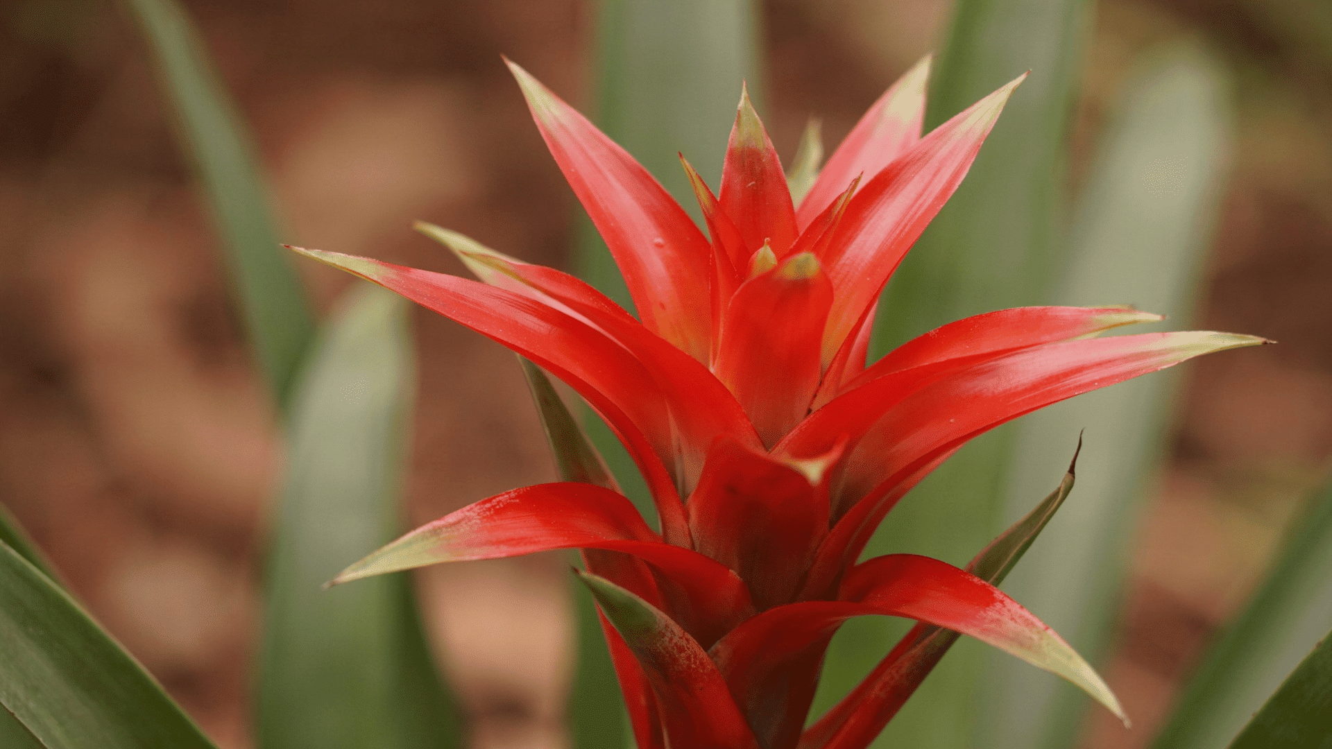 Vibrant red bromeliad plant care flower showing healthy pointed petals.