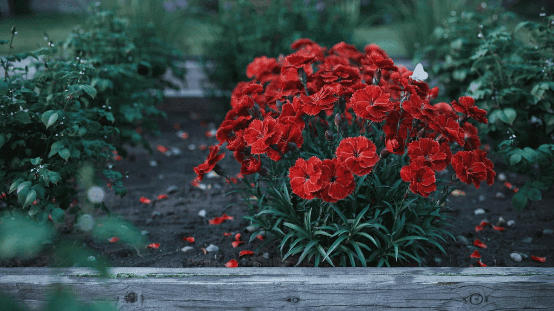 Red carnations blooming in a garden bed with a white butterfly resting above them.