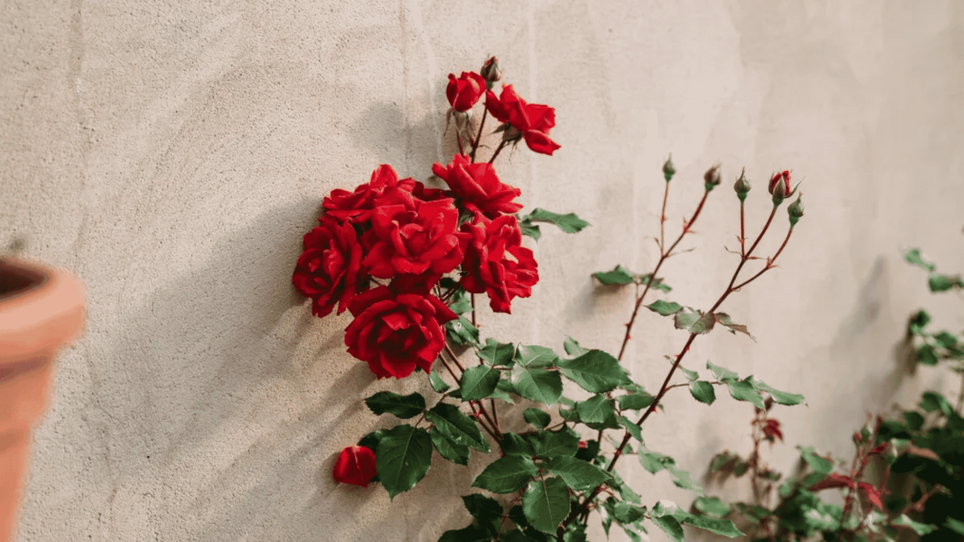 Red roses and unopened buds growing against a textured beige garden wall.