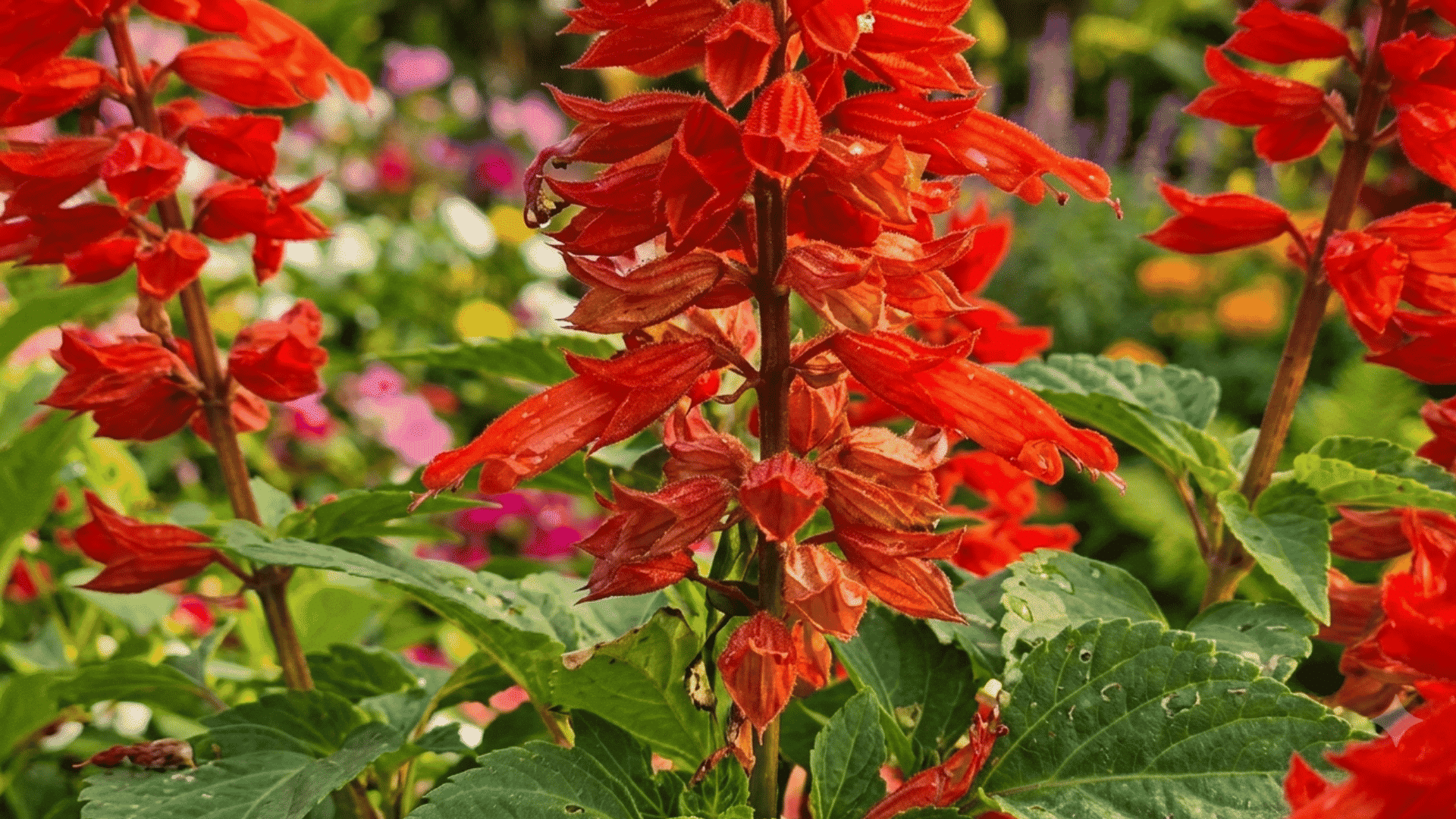 Scarlet sage plant with vibrant red blooms and green leaves growing in a colorful garden with blurred flowers.