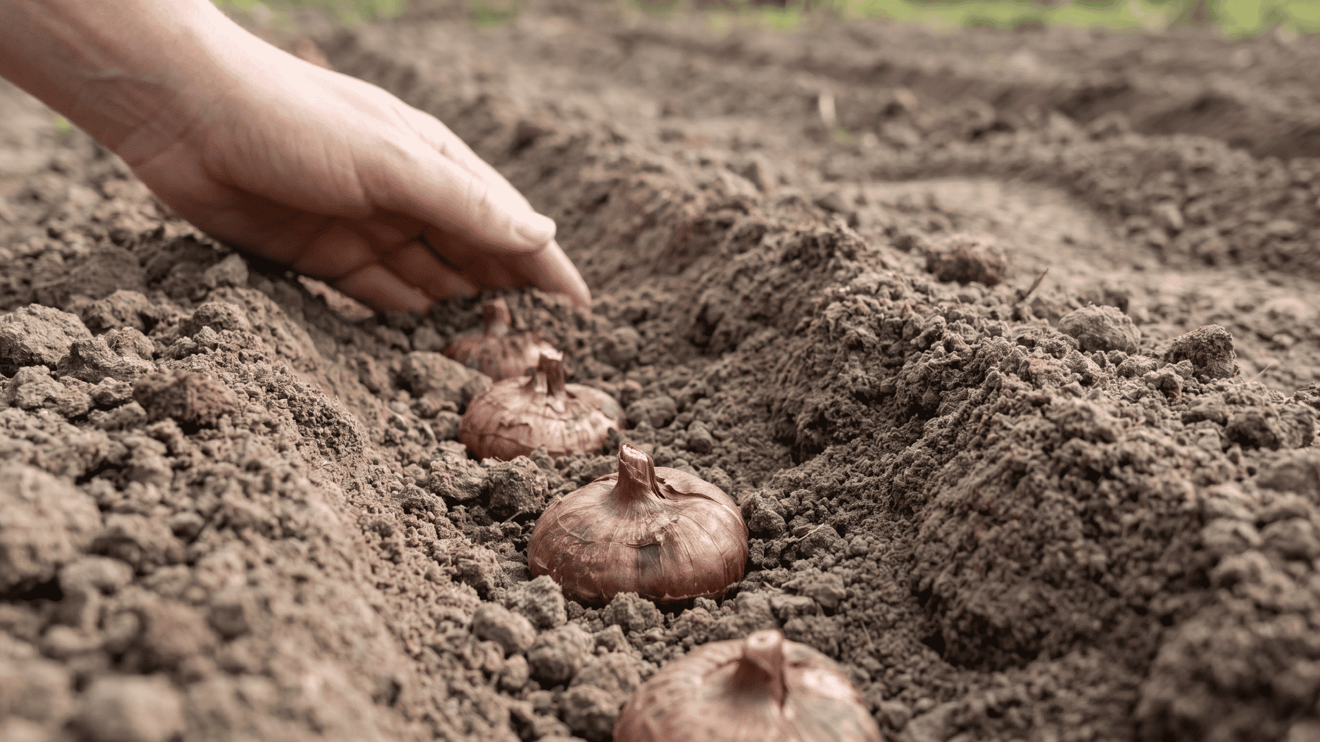 Refill the holes carefully and press the soil lightly around the corms.