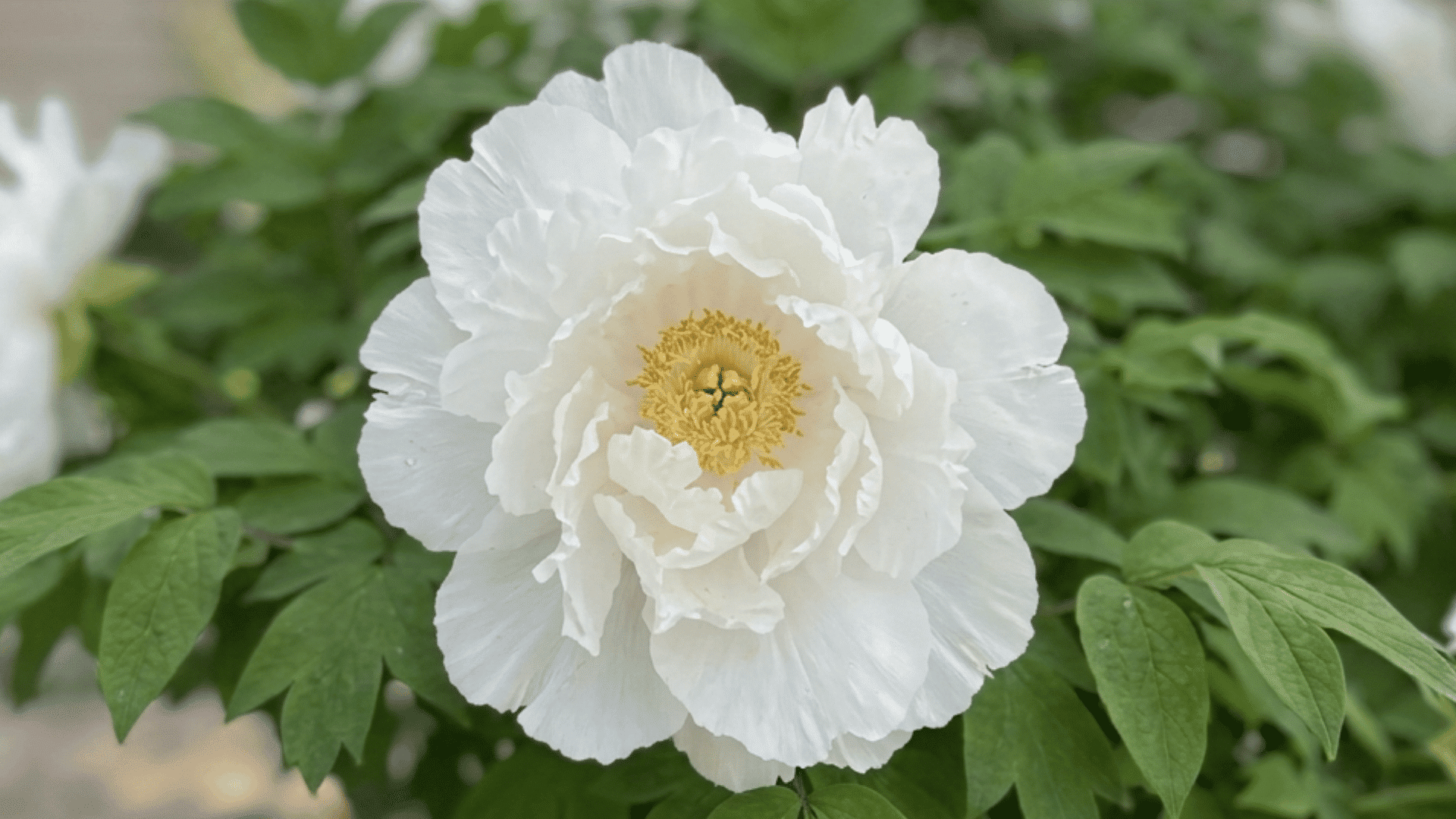 Realistic Renkaku peony with pure white petals, layered bloom, and soft garden setting.