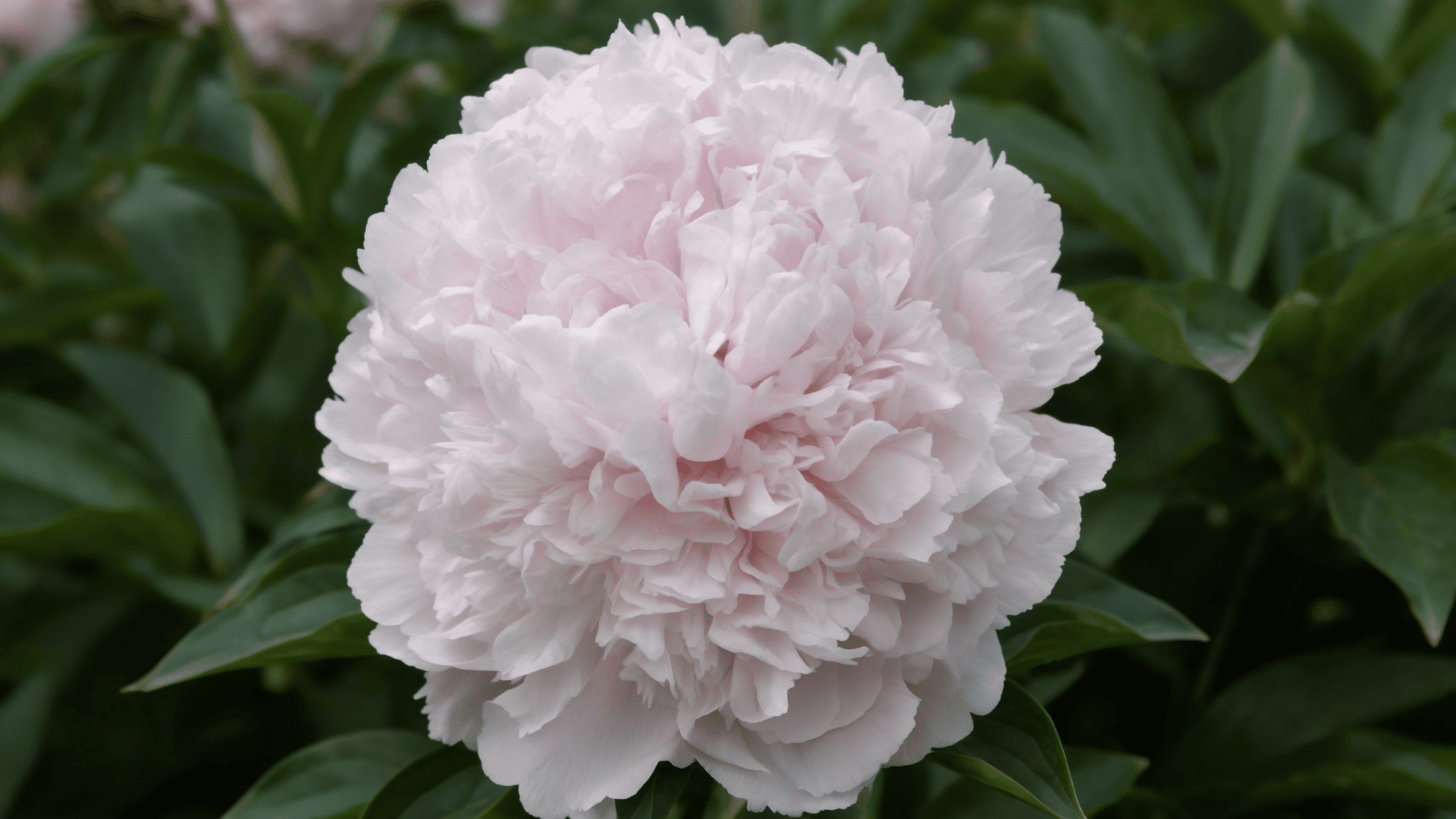Realistic close-up of Sarah Bernhardt peony with soft pink double petals, green leaves, and blurred garden background.