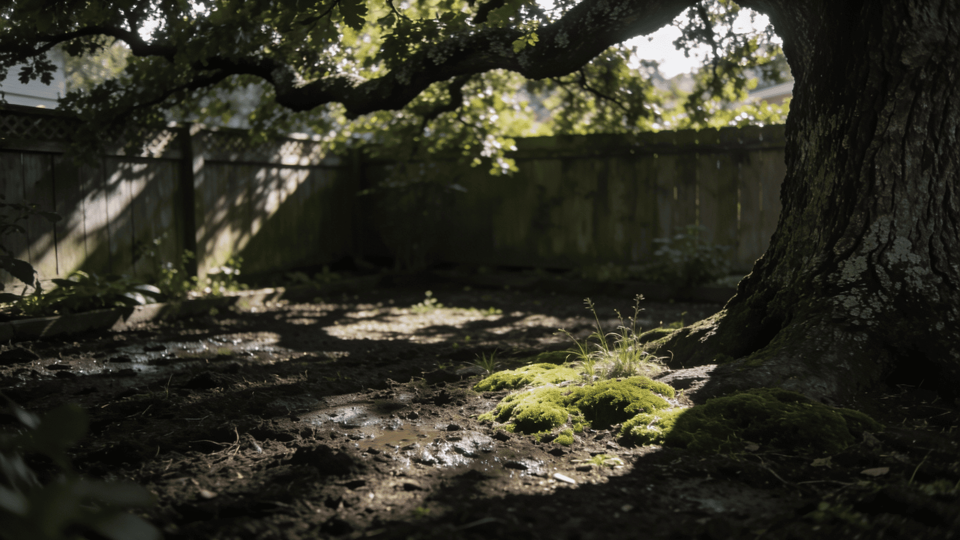 Old stone wall enclosure shaded by large trees, dappled sunlight on mossy ground.