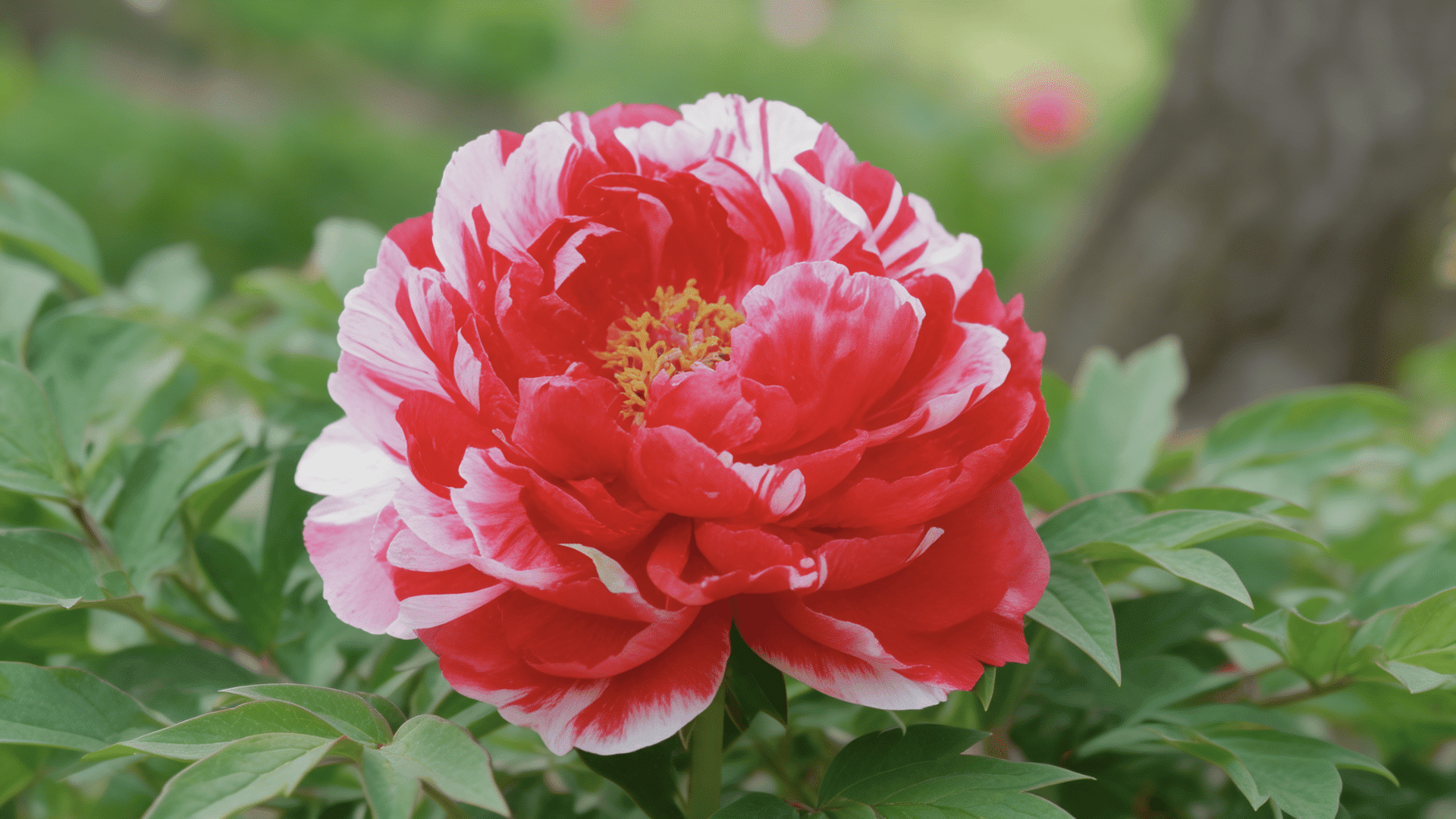 Realistic Shimanishiki peony with red and white striped petals, full bloom, and greenery.