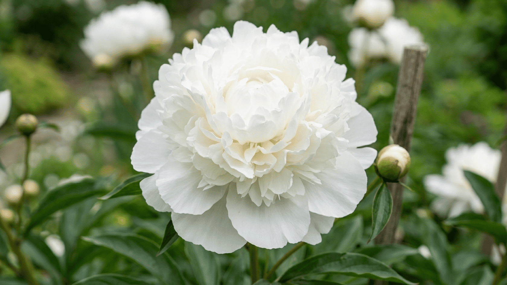 Shirley Temple peony with pale blush-white petals, delicate bloom, and garden background.