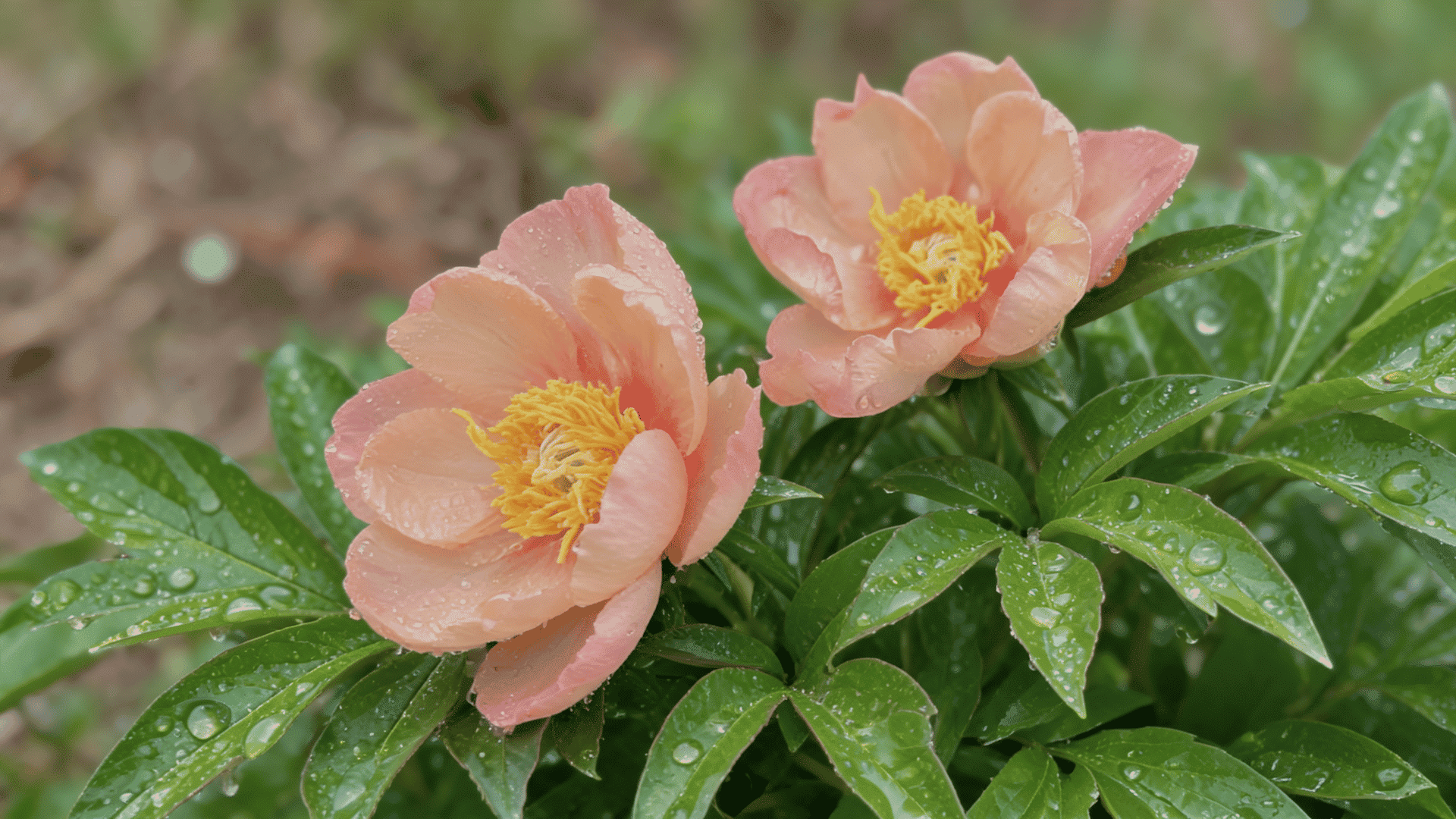 Two Singing in the Rain peonies with peach-yellow petals, soft bloom, raindrops on leaves and outdoor setting.