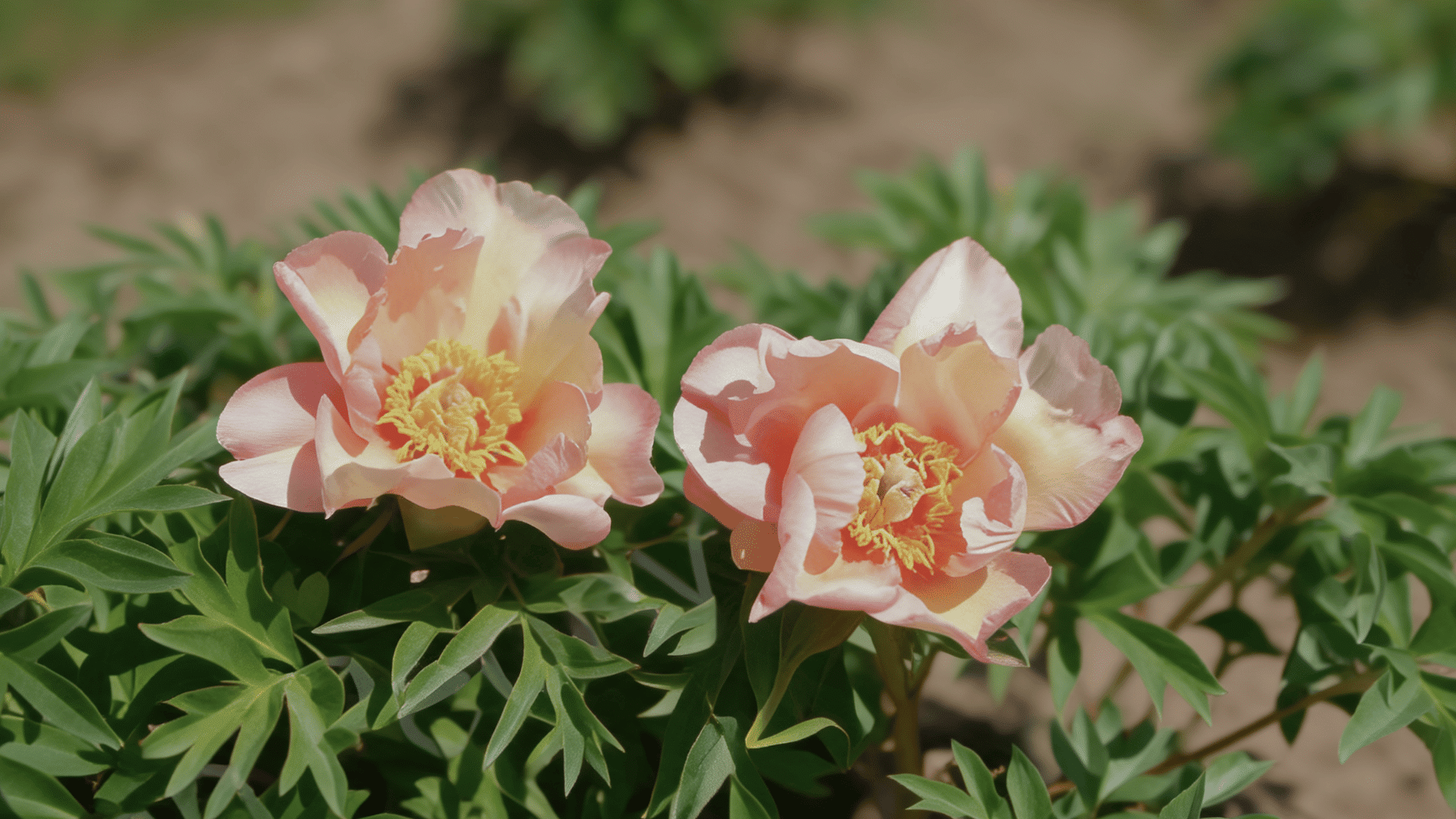 Two Sonoma Floozy peony with pink petals, full flower shape, and garden greenery.