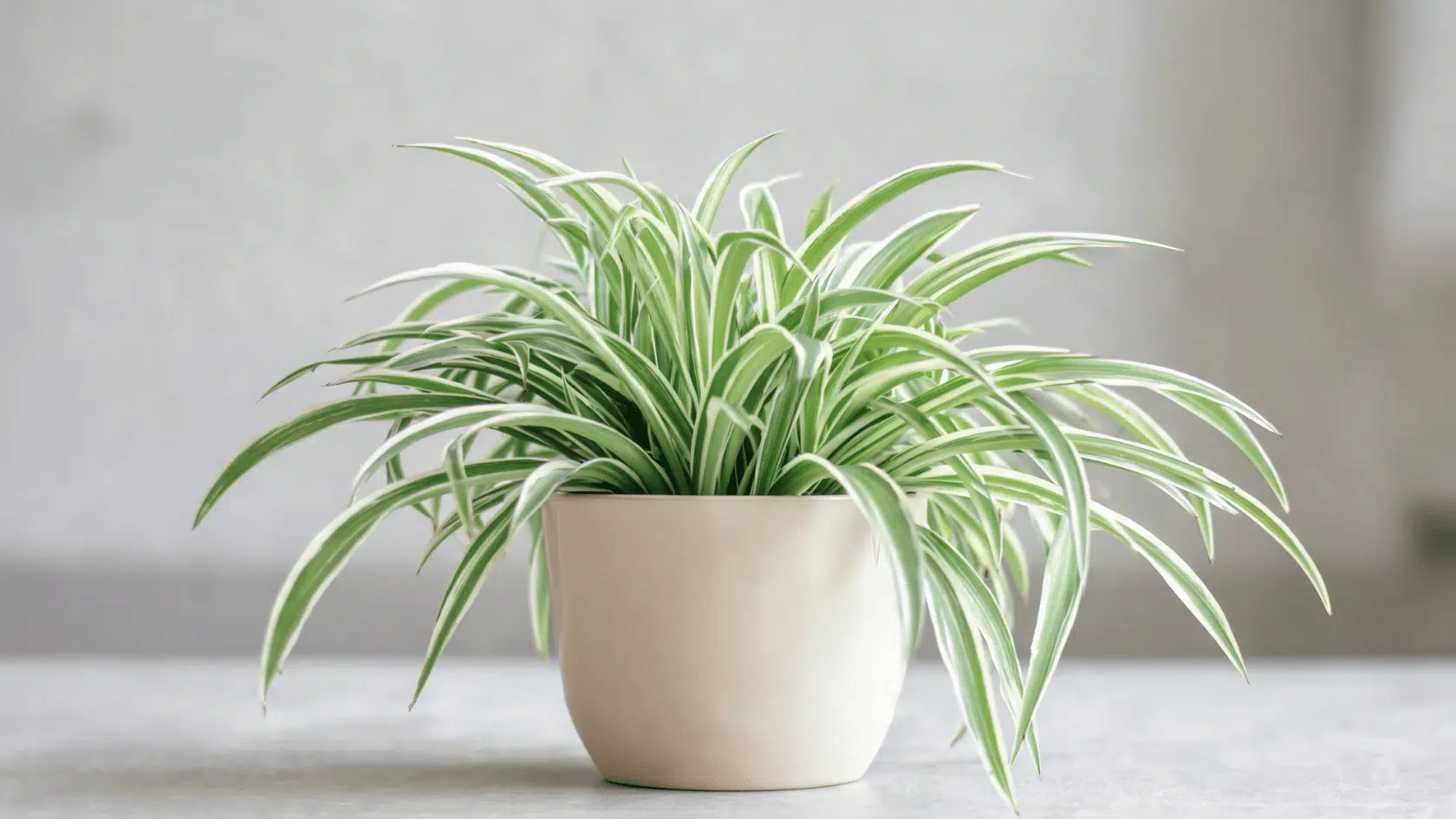 Spider plant in pot with long arching green and white leaves in soft indoor light