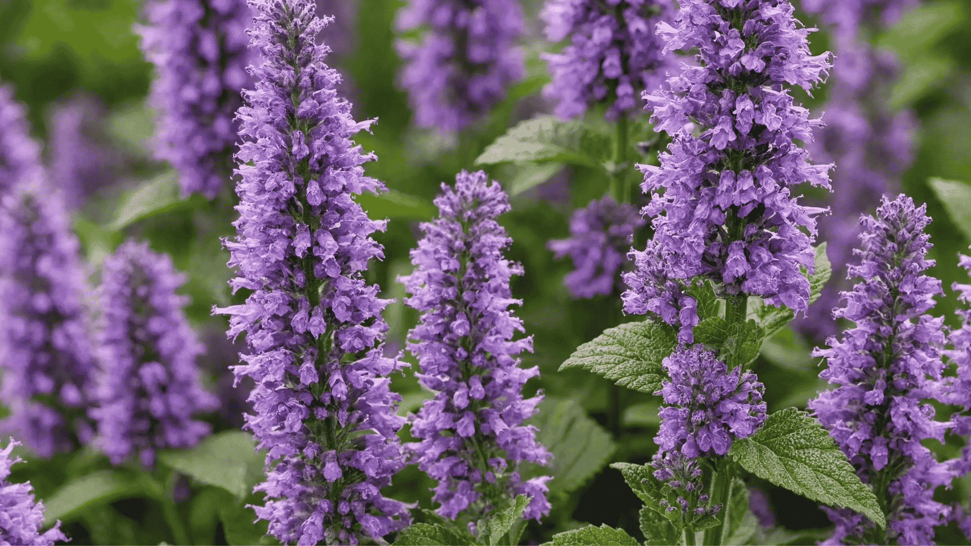 Purple agastache flowers blooming on tall green stems with textured leaves creating a dense and colorful garden background.