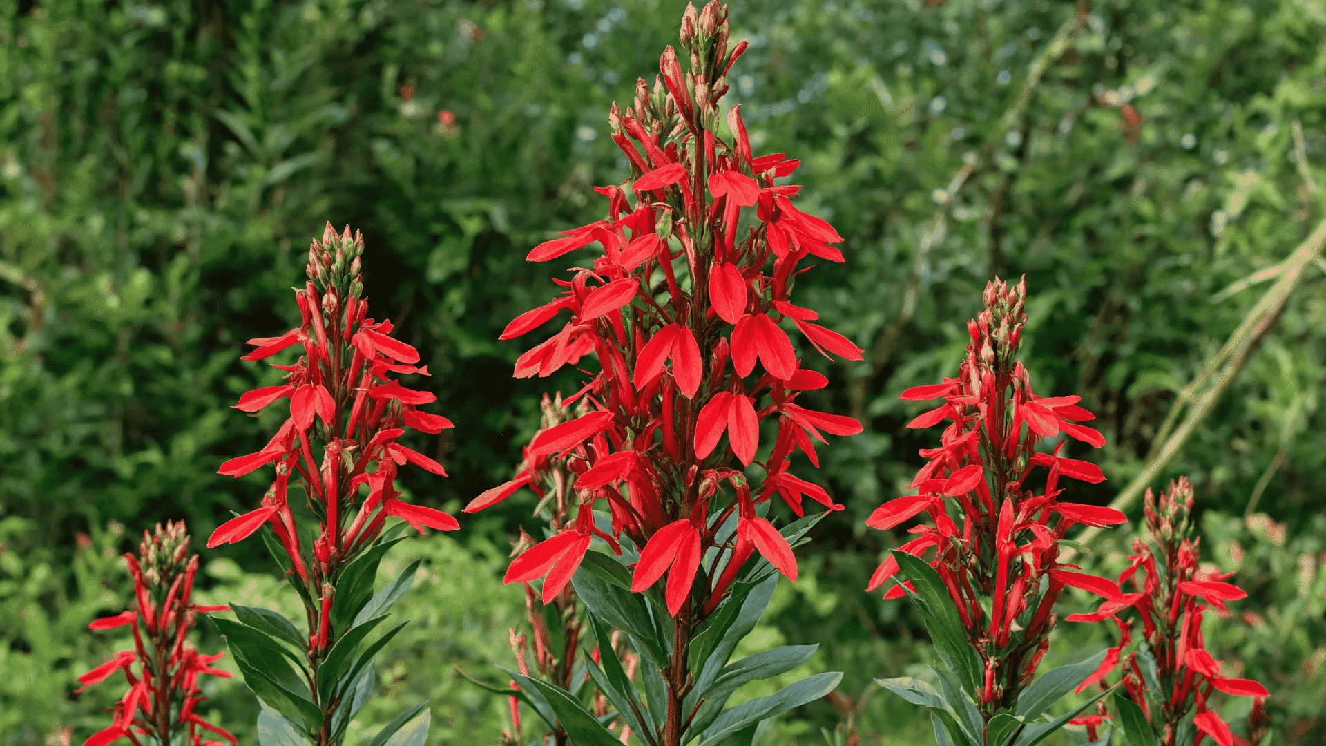 Red cardinal flower plant with bright red blooms and green leaves growing outdoors.
