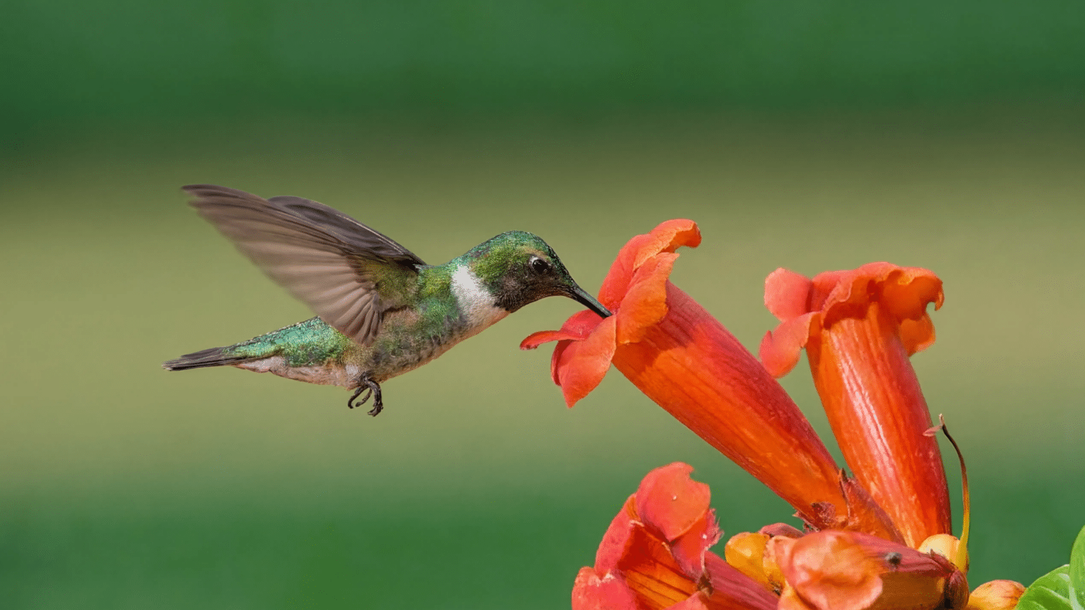 Hummingbird flying near orange trumpet flowers with green foliage and a blurred natural background in a garden setting.
