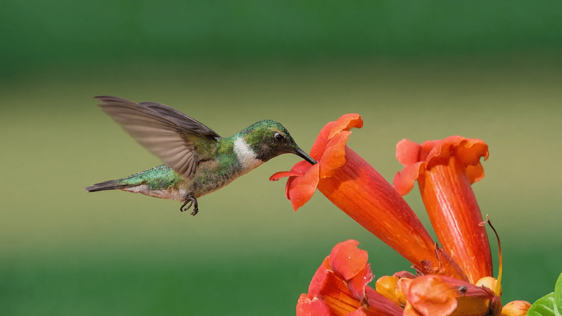 Hummingbird flying near orange trumpet flowers with green foliage and a blurred natural background in a garden setting.