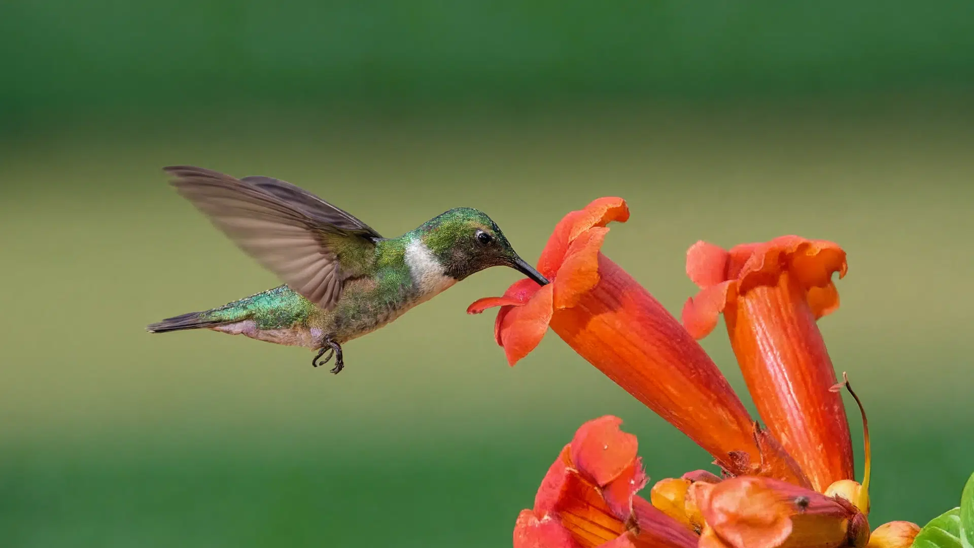 Hummingbird flying near orange trumpet flowers with green foliage and a blurred natural background in a garden setting.