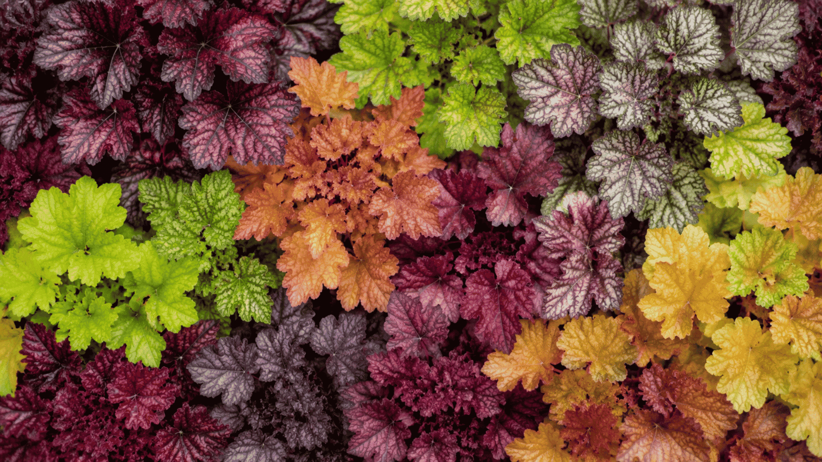 A vibrant, top-down view of various Heuchera (coral bells) plants showing a colorful mix of foliage.
