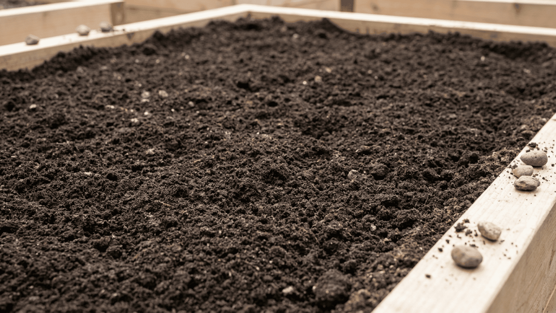 Use loose, well-draining soil for planting gladiolus bulbs so roots can spread easily after planting.