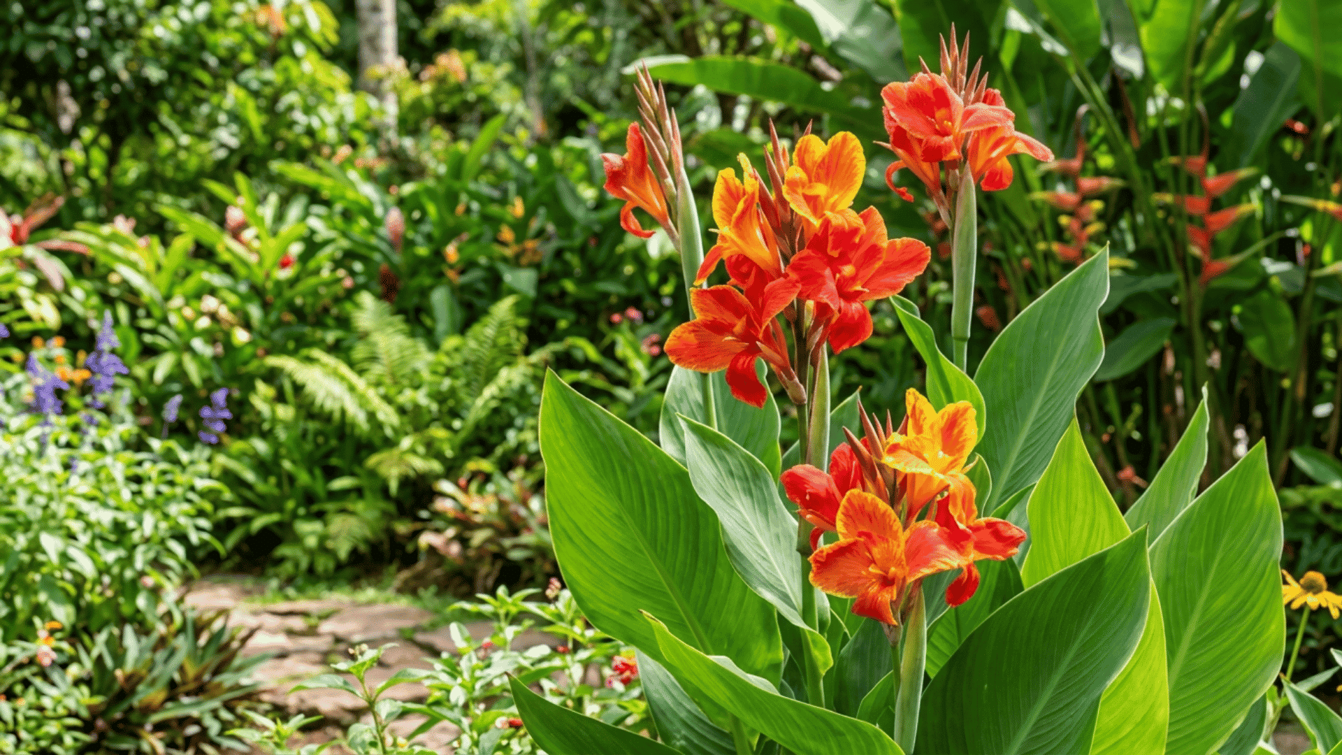 Orange and yellow canna lily flowers blooming with broad green leaves in a lush garden surrounded by dense foliage.