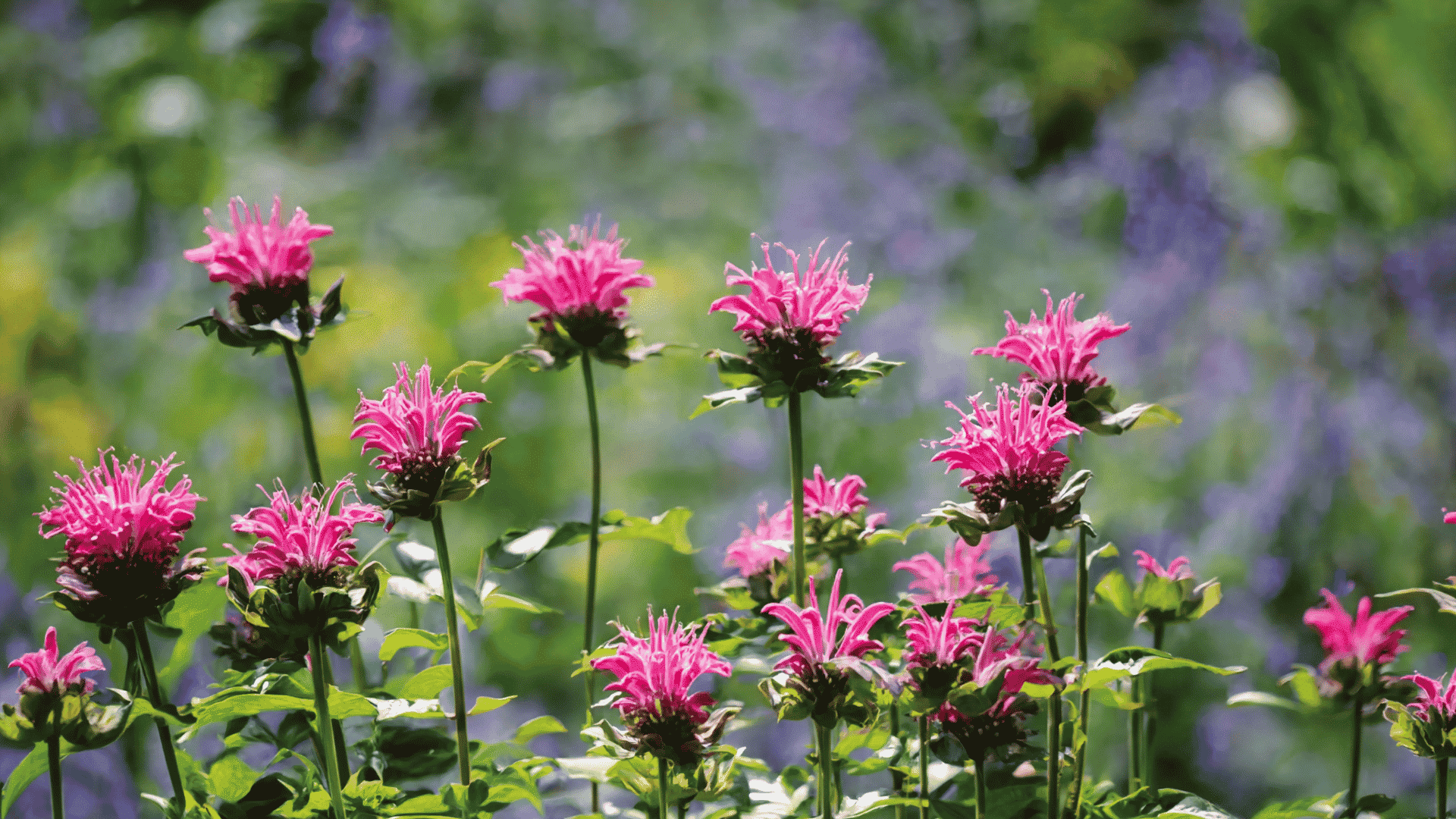 Pink bee balm flowers blooming on tall green stems with a soft blurred garden background and colorful foliage creating a natural scene.