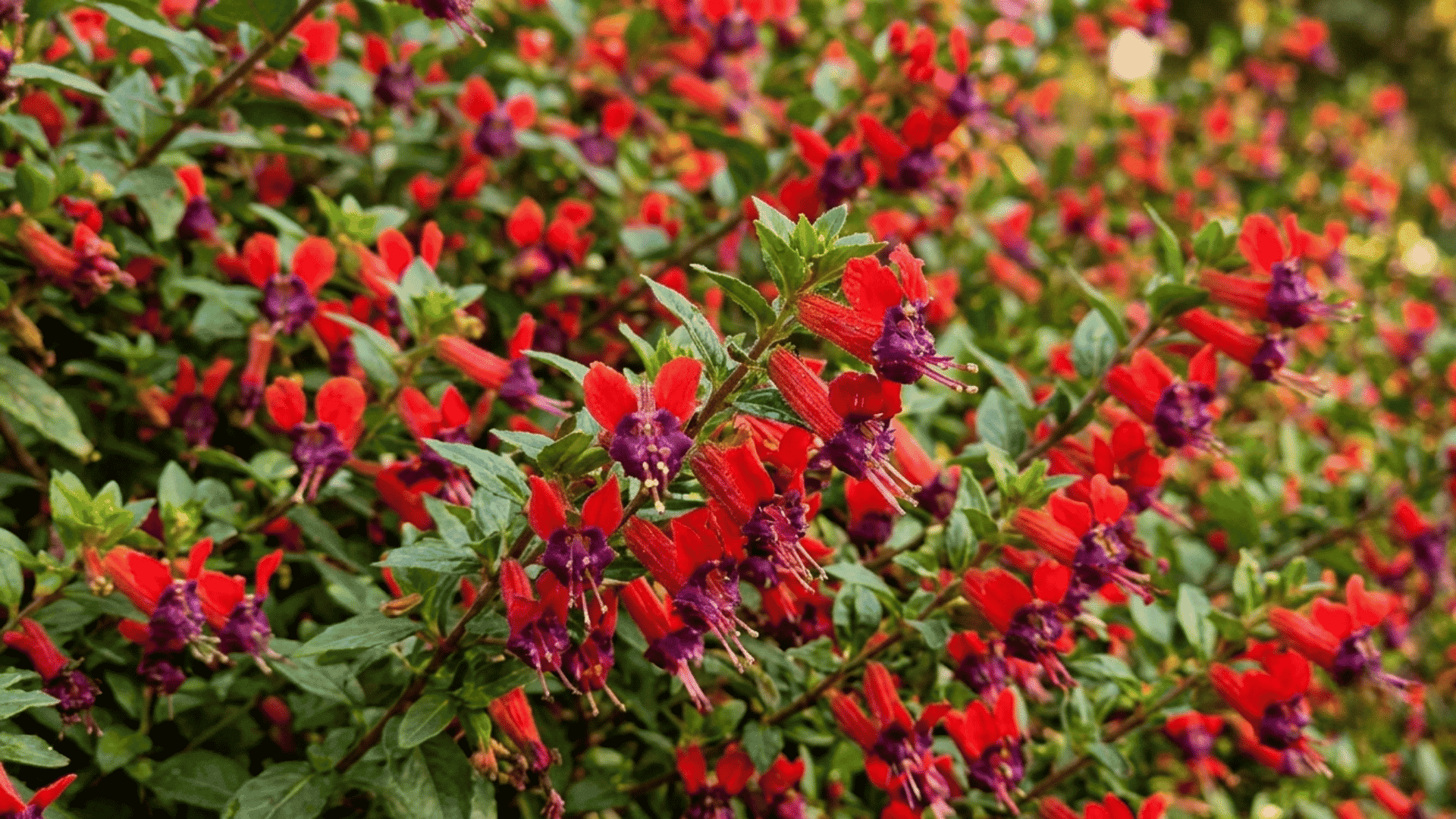 Red and purple salvia flowers blooming densely with green foliage creating a vibrant colorful garden background.