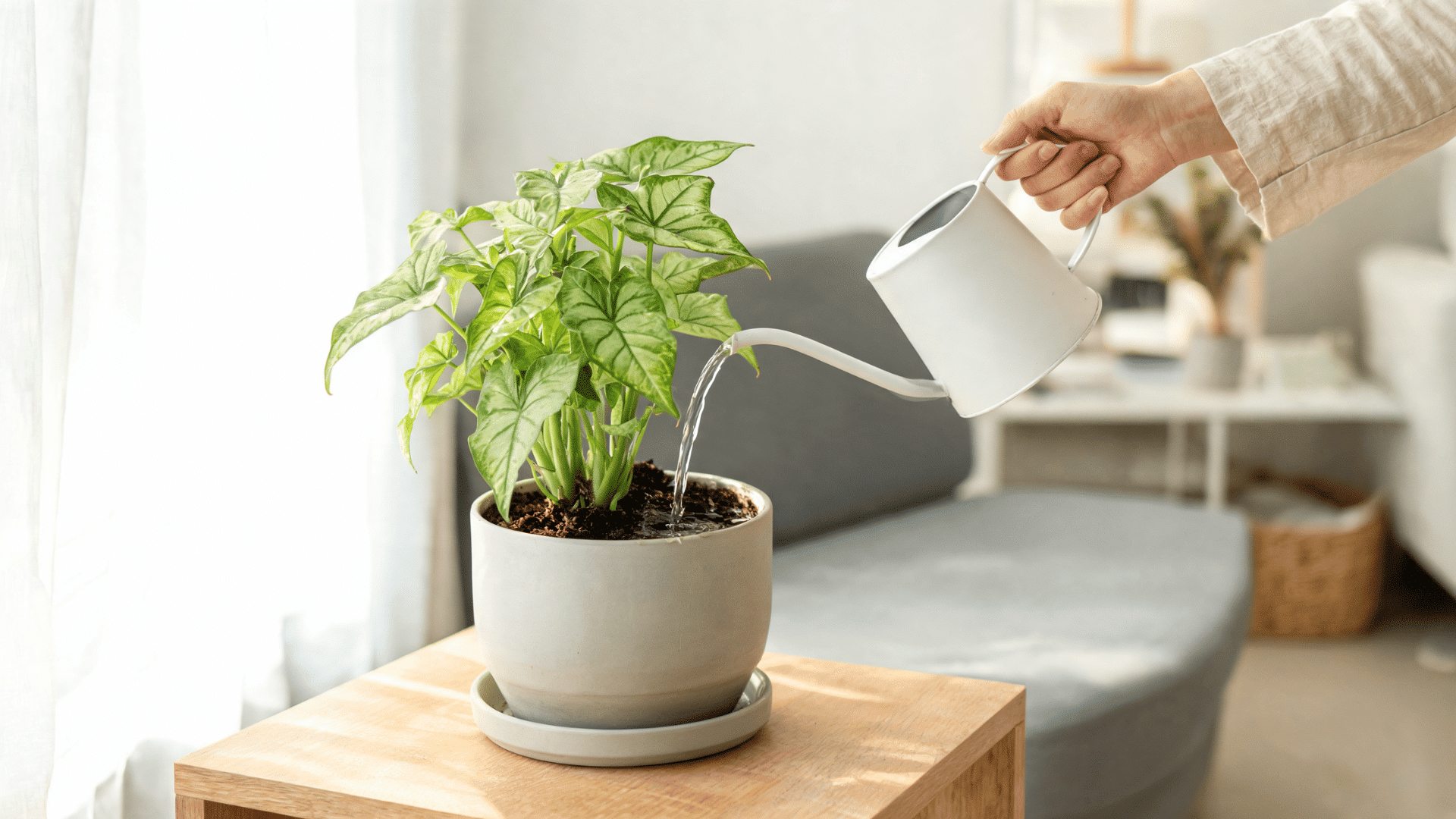 Person watering a Syngonium plant in a white pot placed indoors on a wooden table.