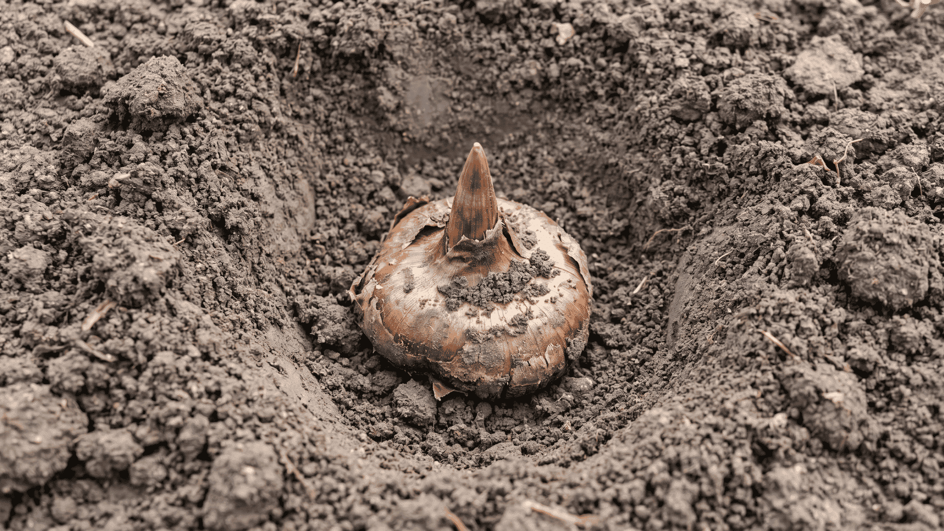 while planting gladilous bulbs set the pointed growing tip upward and the flat root plate downward.