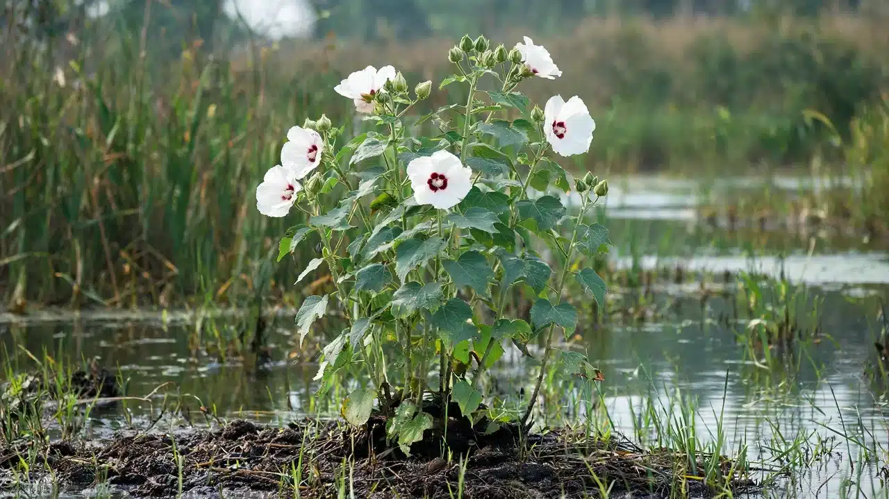 white hardy hibiscus blooming beside quiet wetland pond