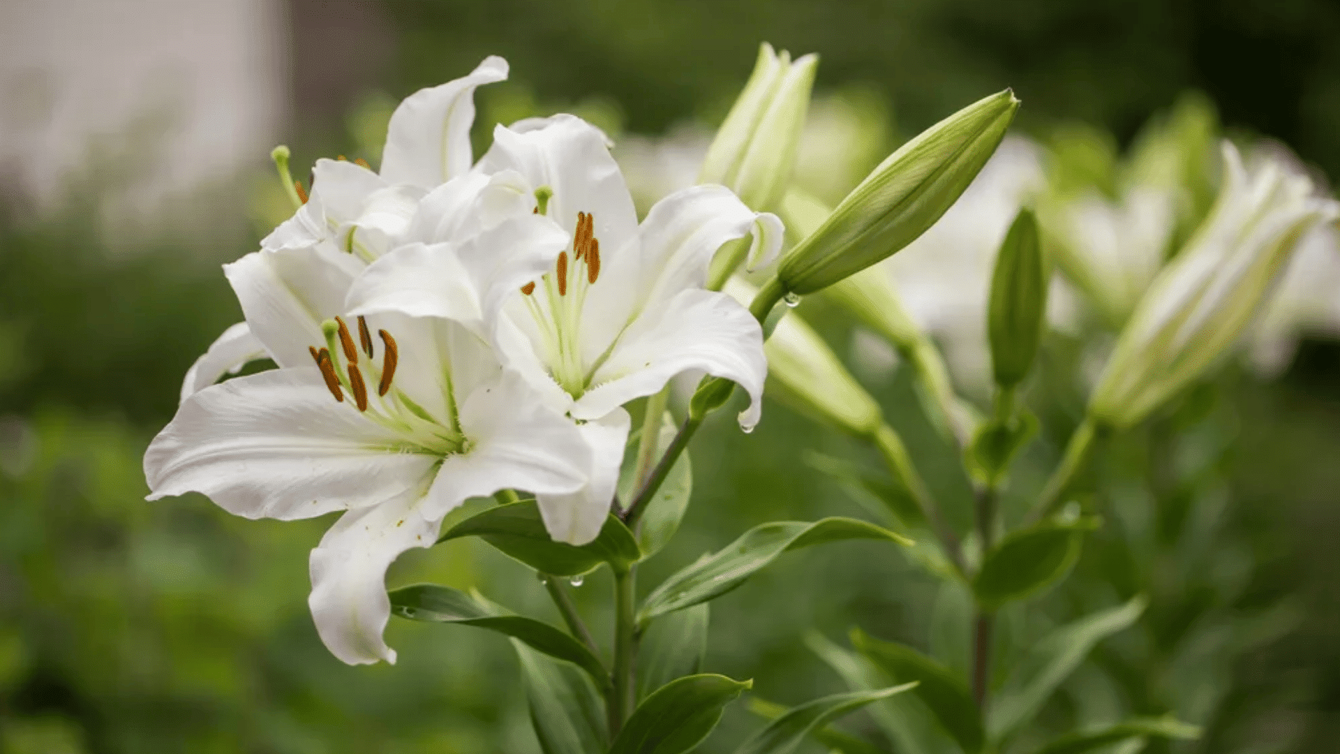 White lilies blooming on green stems with unopened buds and a softly blurred garden background.