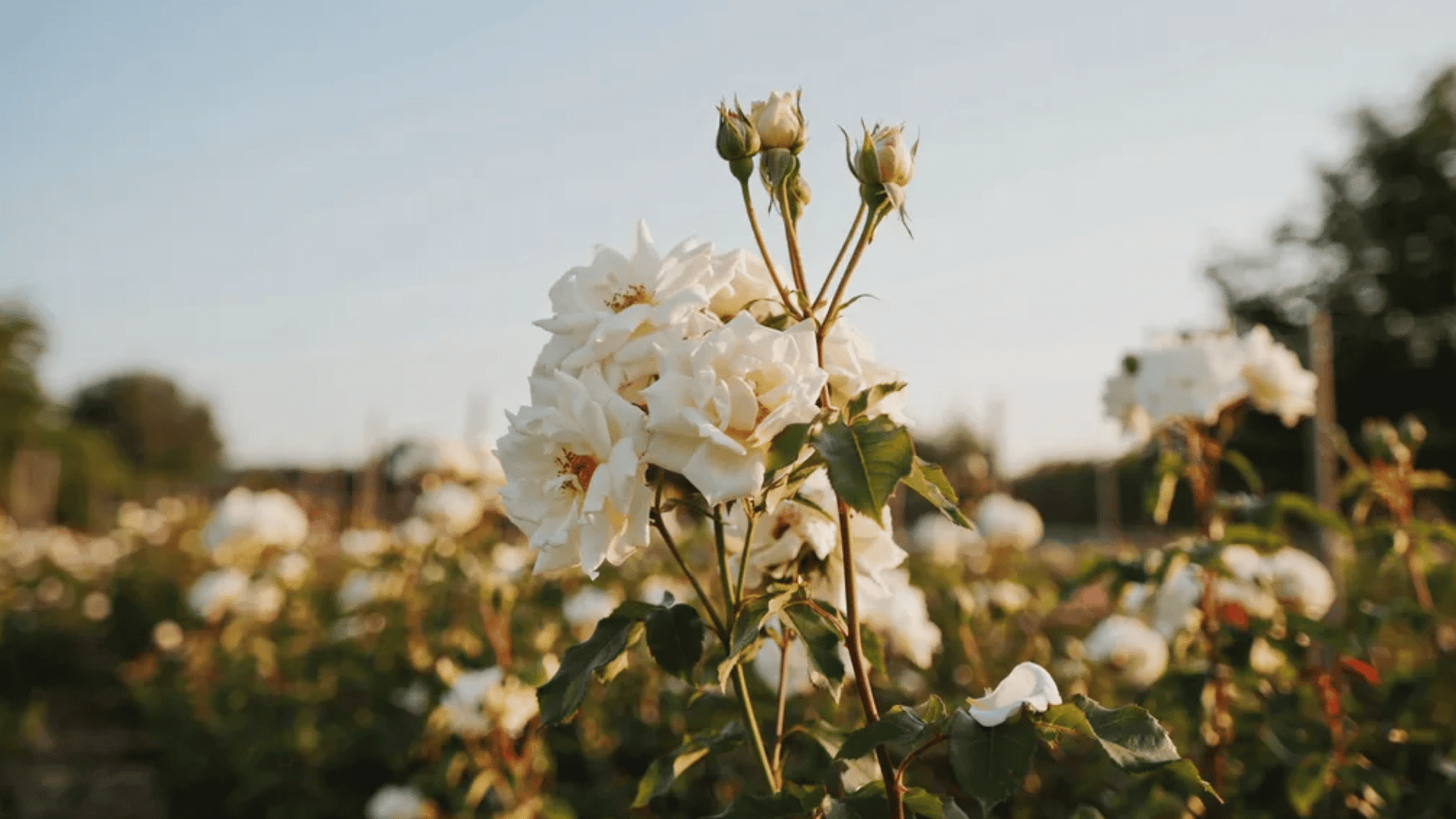 White roses blooming on green stems in a garden field with soft sunlight and a blurred floral background.