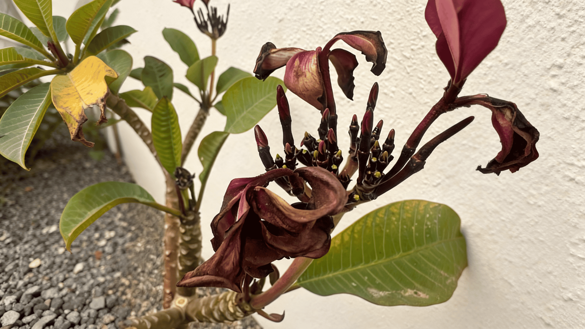 Wilted plumeria flowers and buds on a branch with green leaves against a wall.