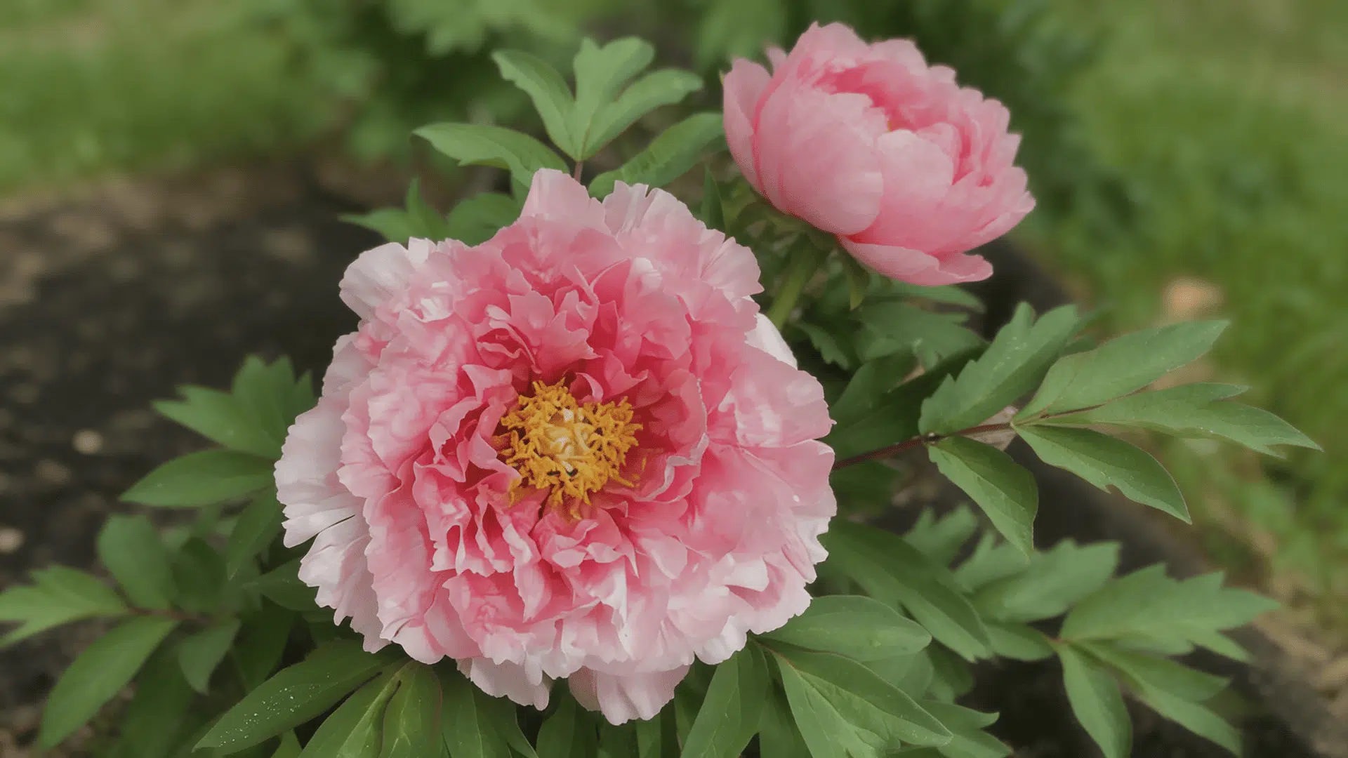 Yae Zakura peony blooms with pale pink double petals and delicate green leaves.