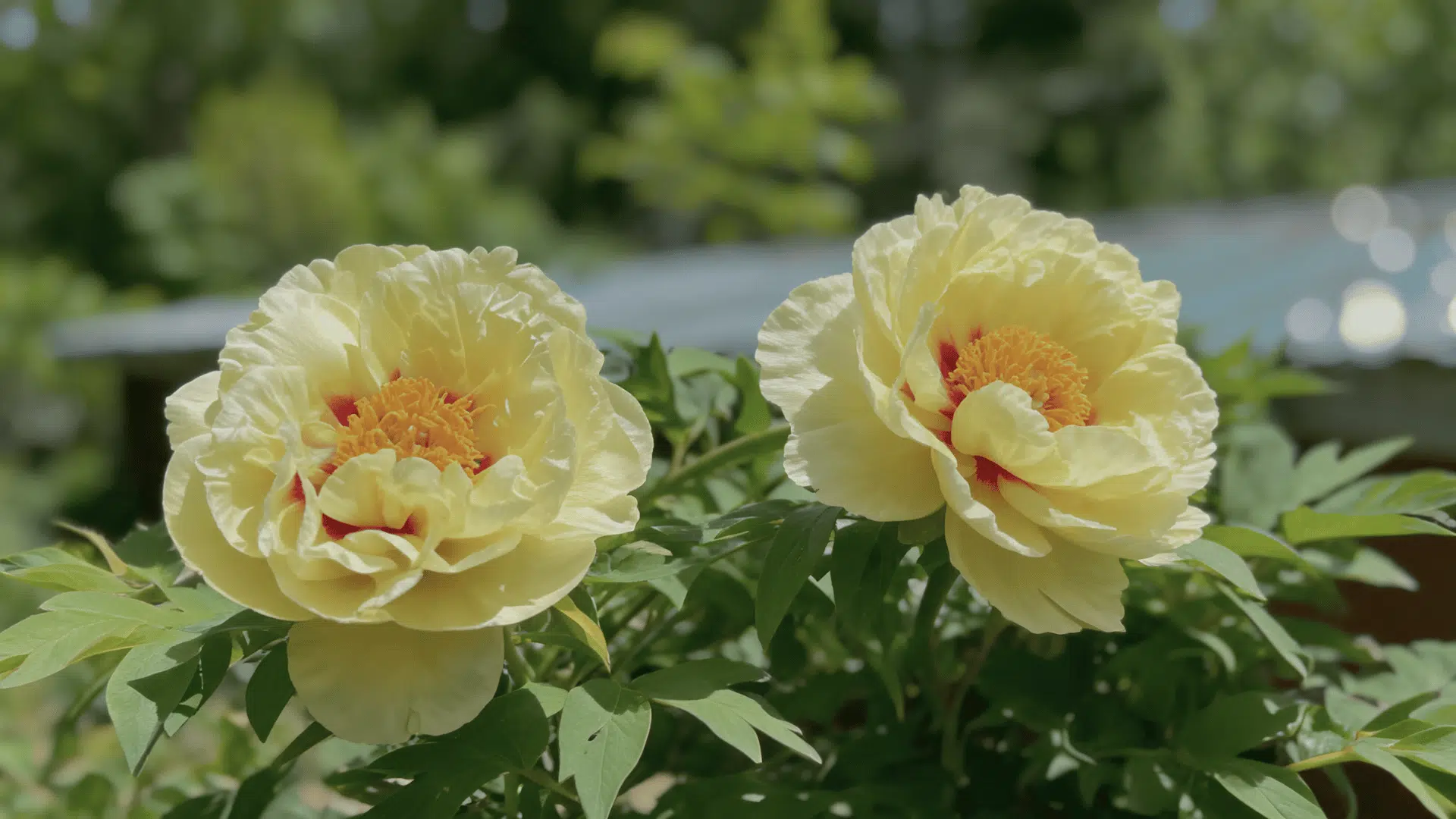 Two Yellow Crown peonies with bright yellow double petals and natural foliage.\
