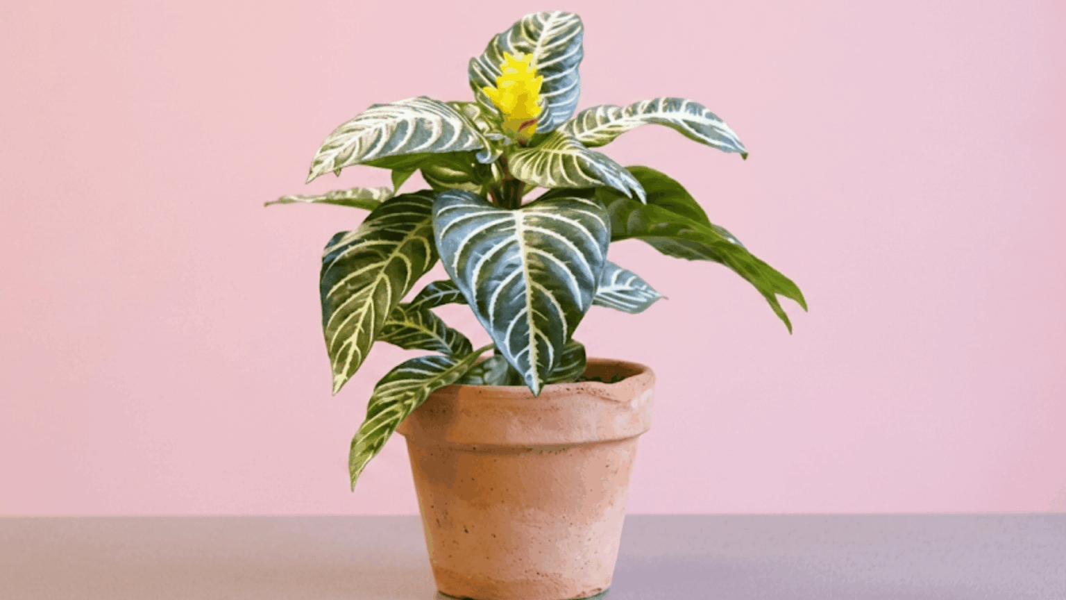 Zebra plant with striped leaves and yellow bloom in a terracotta pot against a pink wall