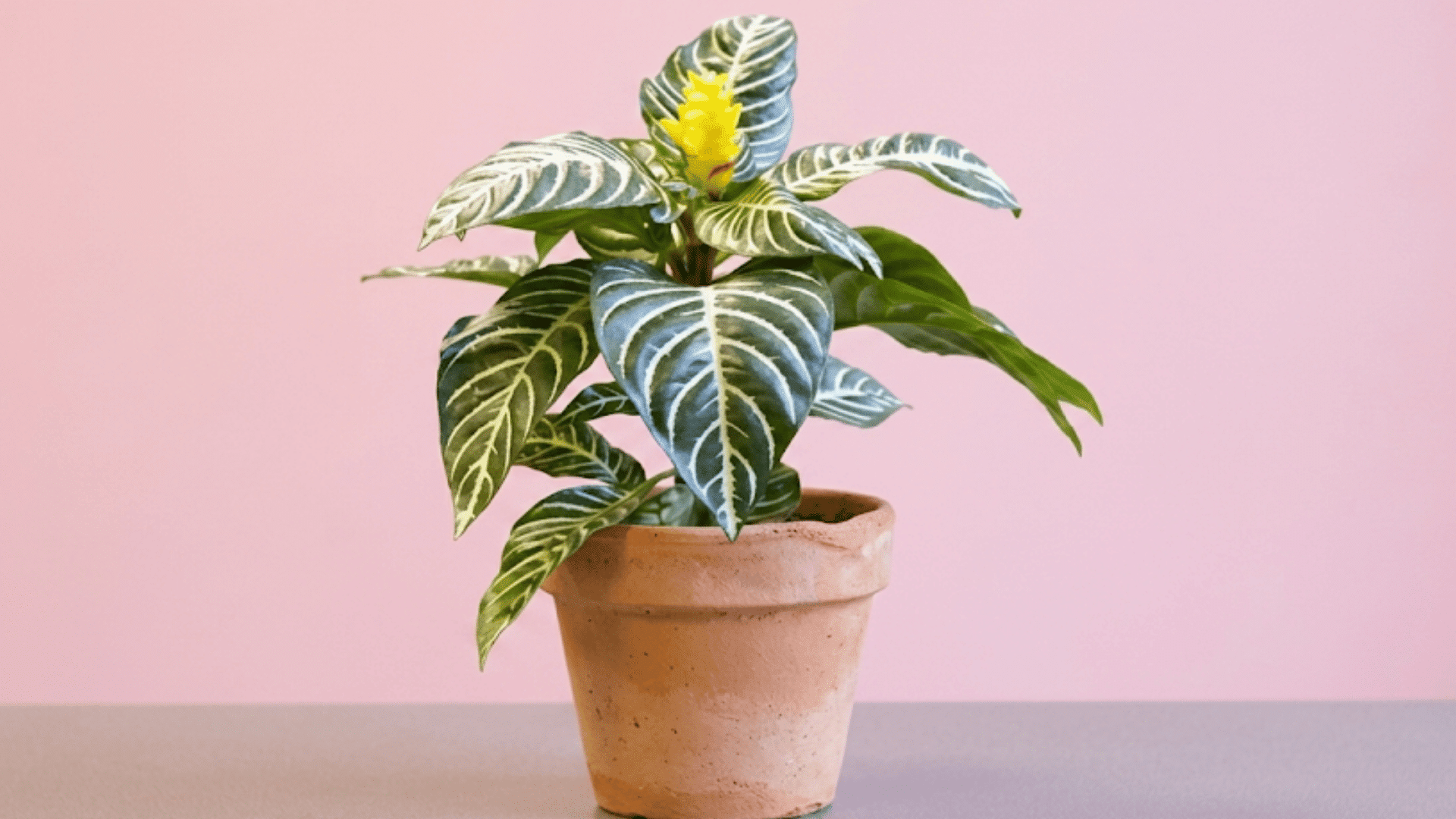 Zebra plant with striped leaves and yellow bloom in a terracotta pot against a pink wall