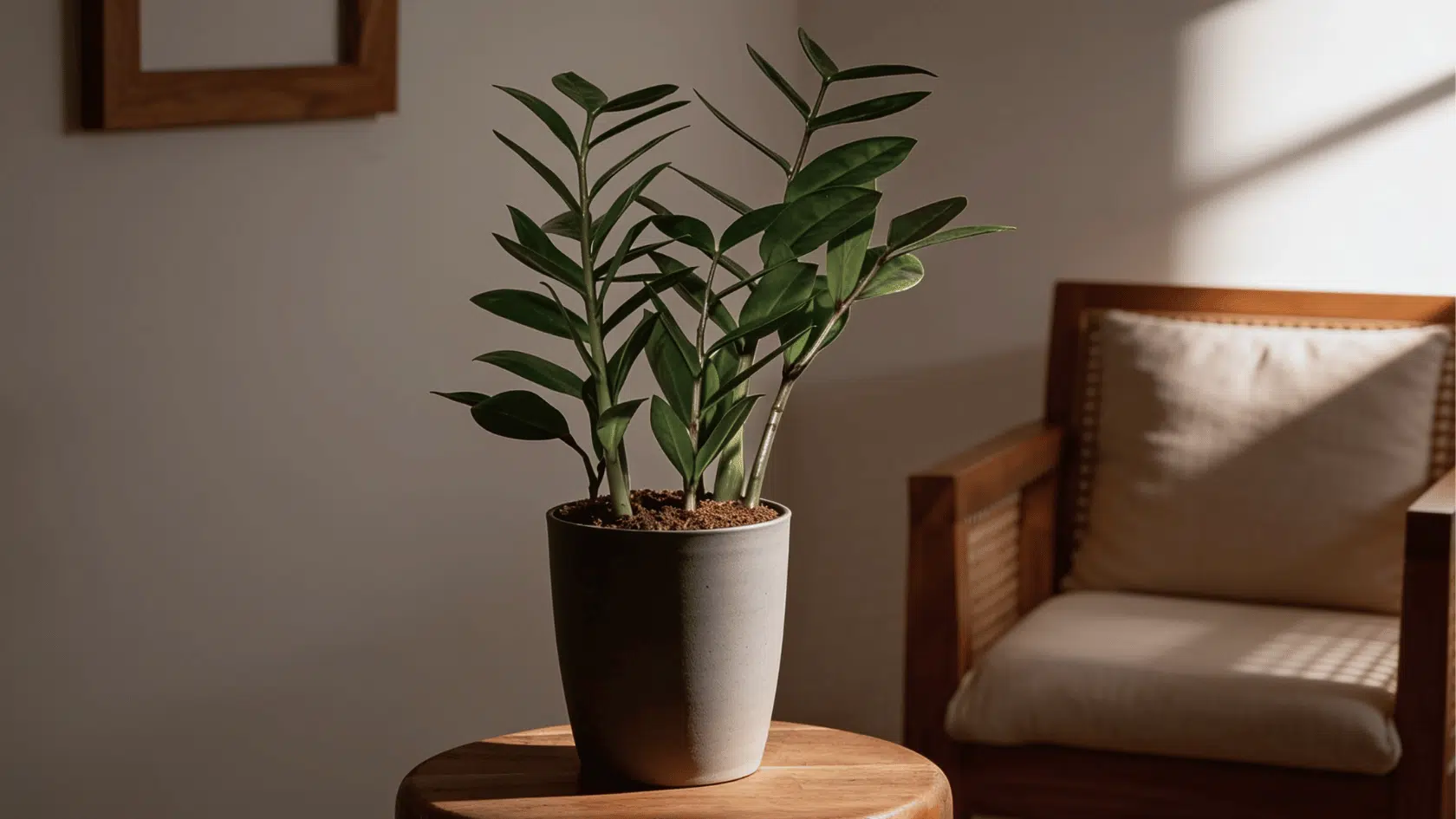 ZZ plant in pot placed in a dim indoor room with green stems and leaves